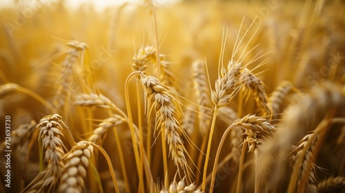 field of wheat macro shot   