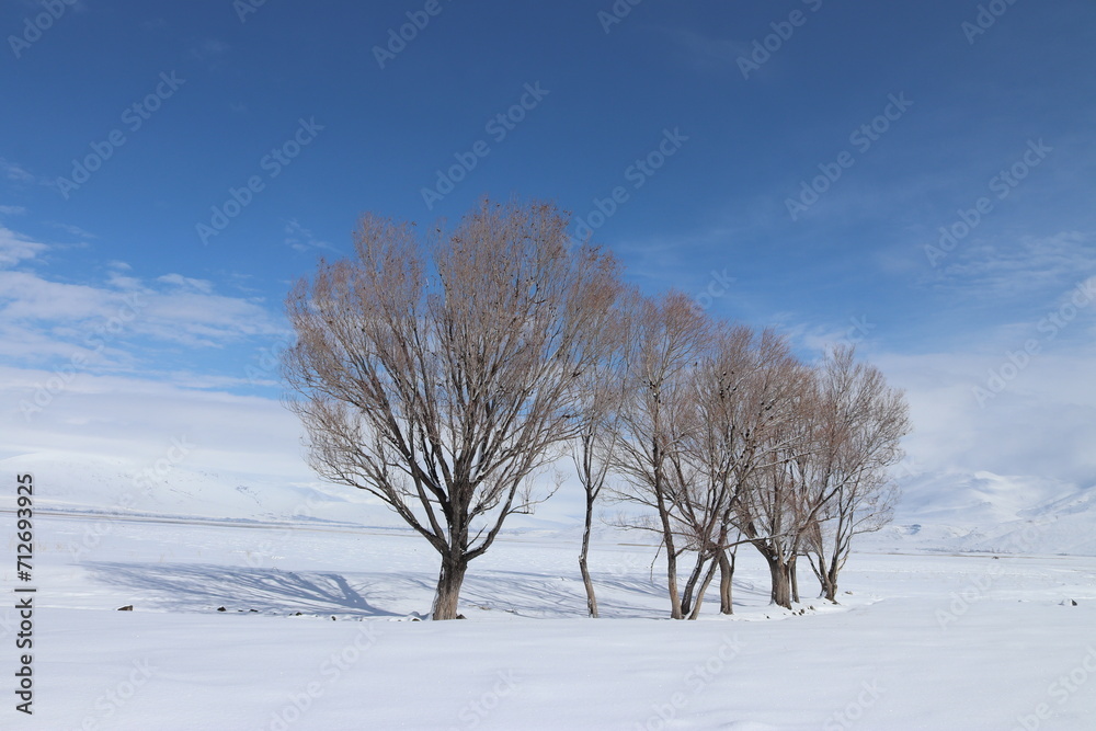 A tranquil winter scene with three leafless trees standing resilient against a vast expanse of snow, under a soft blue sky dotted with white clouds. A tranquil winter scene with three leafless trees standing resilient against a vast expanse of snow, under a soft blue sky dotted with white clouds.