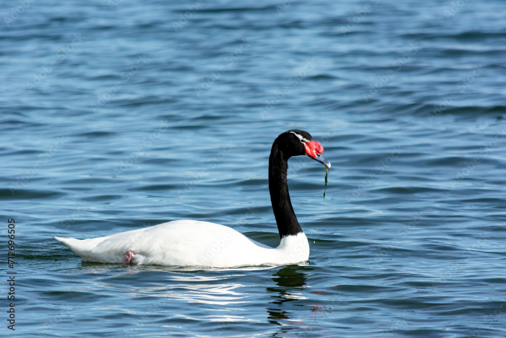 Obraz premium Cisne de cuello negro (Cygnus melancoryphus) en el mar