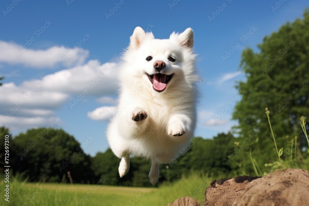 American Eskimo American Eskimo