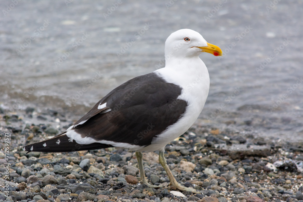 Gaviota dominicana (Larus dominicanus) en la costa. Gaviota dominicana (Larus dominicanus) en la costa.