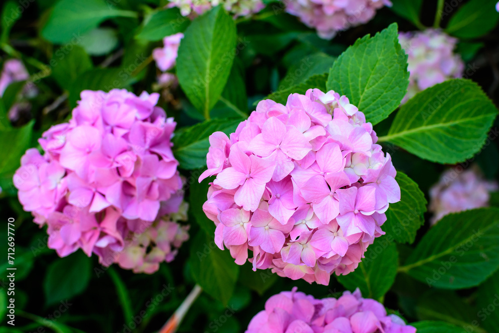 Magenta pink hydrangea macrophylla or hortensia shrub in full bloom in a flower pot, with fresh green leaves in the background, in a garden in a sunny summer day. Magenta pink hydrangea macrophylla or hortensia shrub in full bloom in a flower pot, with fresh green leaves in the background, in a garden in a sunny summer day.