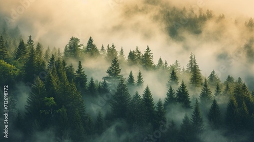 Dense Fog Envelops Serene Forest With Towering