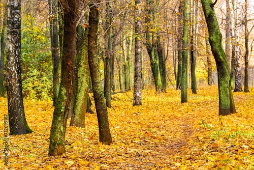 path in an autumn park strewn with yellow leaves © Oleg Opryshko