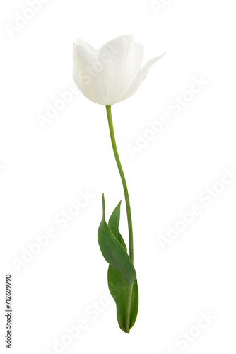 White tulip flower isolated on white background. Beautiful composition for advertising © Liza