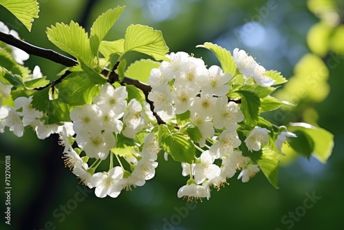 Early spring, a branch of a...