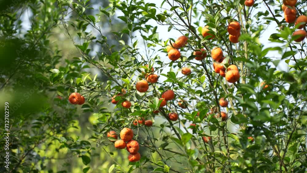 Beauty of a bountiful orange grove. Witness the vibrant hues of ripe oranges under the golden sunlight, showcasing the wholesome charm of organic farming and the refreshing essence of nature's harvest Beauty of a bountiful orange grove. Witness the vibrant hues of ripe oranges under the golden sunlight, showcasing the wholesome charm of organic farming and the refreshing essence of nature's harvest