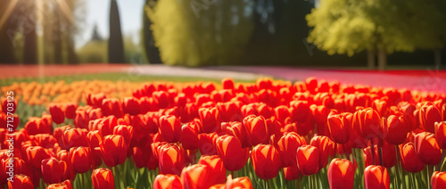 Red tulips blooming flowers field sunny day gark farm garden holland coumtryside landscape horizon photo