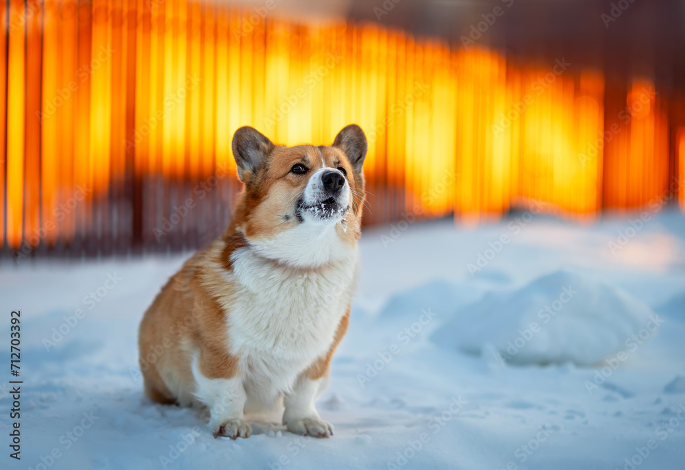 cute guard dog corgi sits in the snow in the winter sunny courtyard of the village