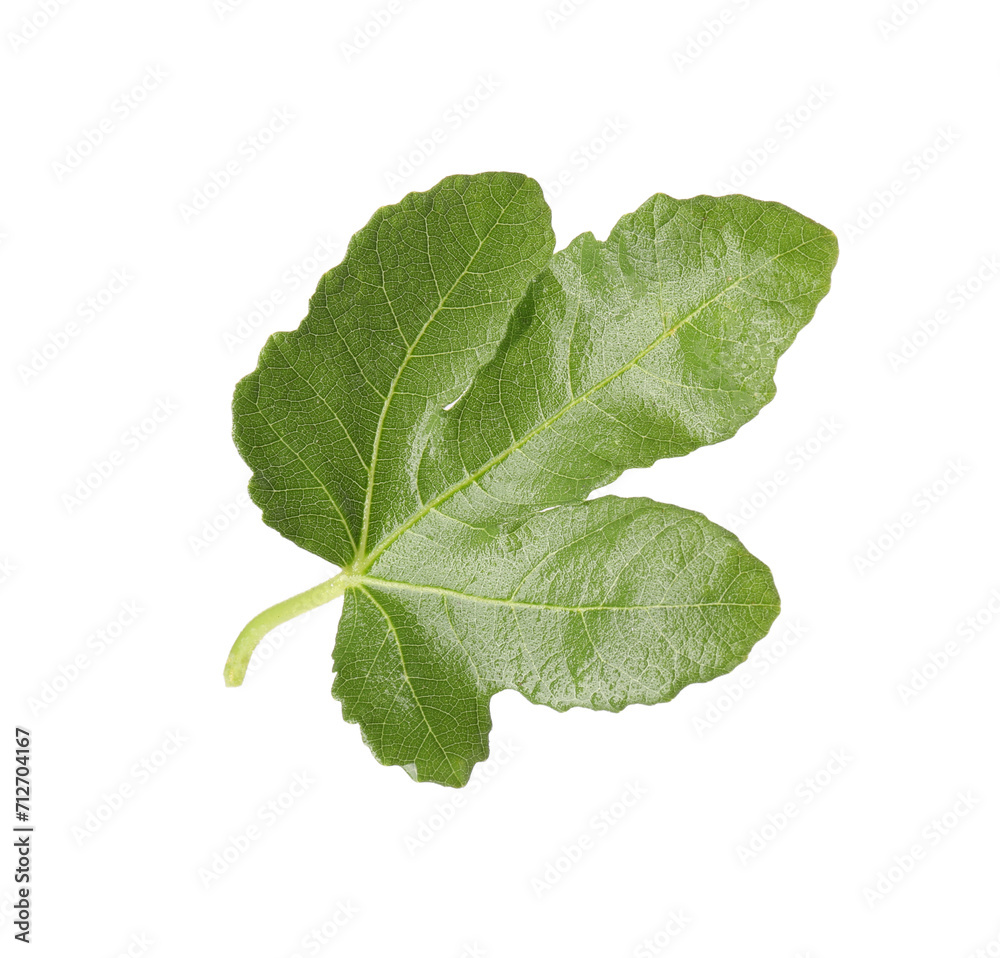 One green leaf of fig tree on white background One green leaf of fig tree on white background