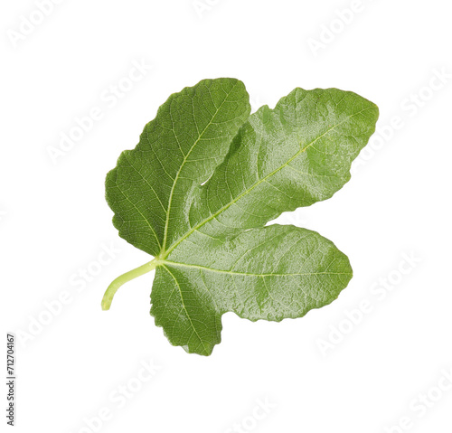 One green leaf of fig tree on white background