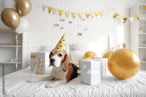 Adorable beagle dog wearing...
