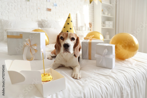 Cute Beagle dog in party ha...