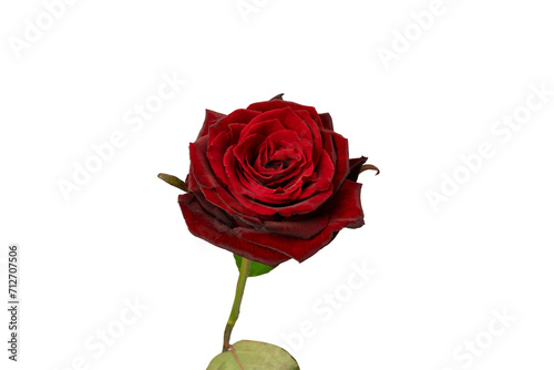 Fototapeta Naklejka Na Ścianę i Meble -  Beautiful red rose isolated on white background.
