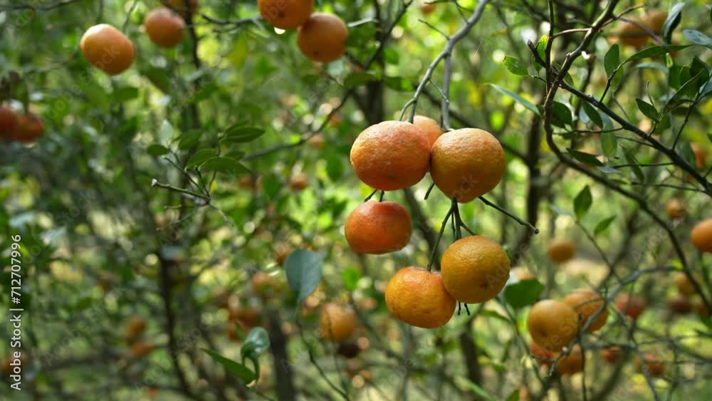 Beauty of a bountiful orange grove. Witness the vibrant hues of ripe oranges under the golden sunlight, showcasing the wholesome charm of organic farming and the refreshing essence of nature's harvest Beauty of a bountiful orange grove. Witness the vibrant hues of ripe oranges under the golden sunlight, showcasing the wholesome charm of organic farming and the refreshing essence of nature's harvest