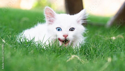 Foto Turkish Van Cat