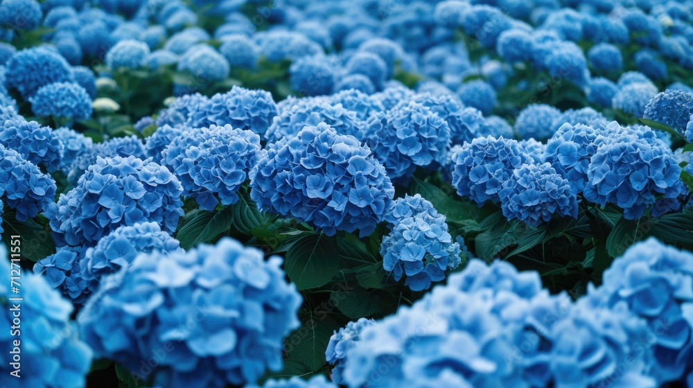 blue hydrangeas, forming a cool and refreshing floral backdrop generative ai