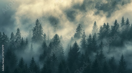 Misty Forest Blanketed With Tall Trees and