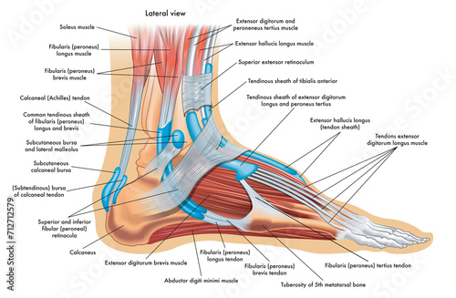 Foot anatomy illustration, whit annotations. photo