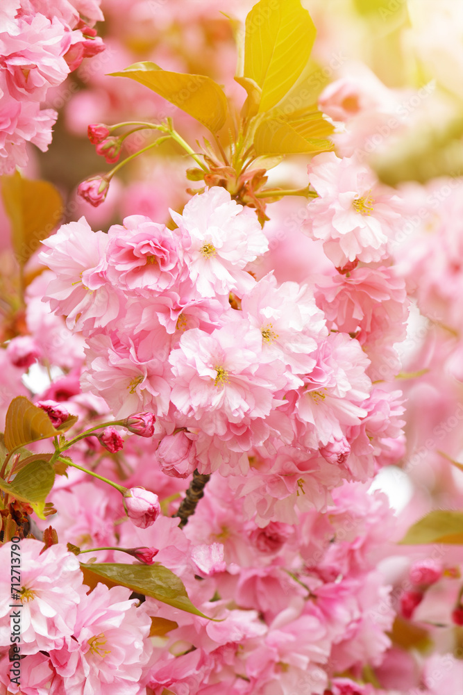Beautiful branches of pink Cherry flowers. Selective focus during spring blossoms Sakura. Beautiful branches of pink Cherry flowers. Selective focus during spring blossoms Sakura.