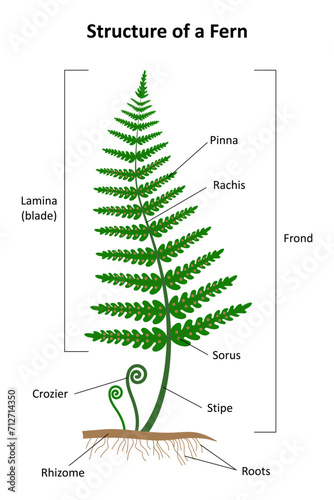 Structure of a fern. Diagram.