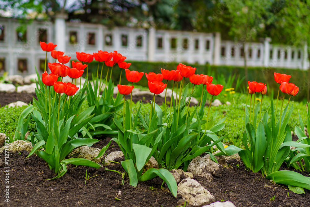 Obraz premium Flowers in a flower bed tulips. Greening the urban environment. Background with selective focus