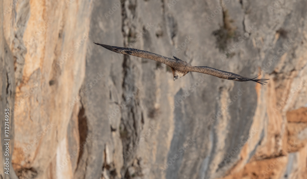 griffon vulture in flight over the ravines griffon vulture in flight over the ravines