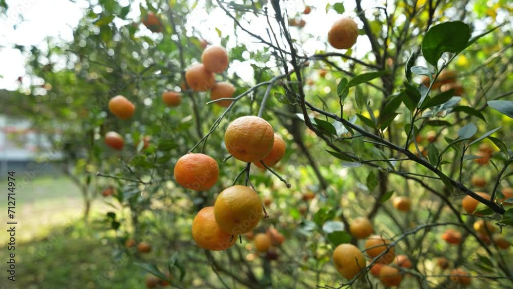 Beauty of a bountiful orange grove. Witness the vibrant hues of ripe oranges under the golden sunlight, showcasing the wholesome charm of organic farming and the refreshing essence of nature's harvest Beauty of a bountiful orange grove. Witness the vibrant hues of ripe oranges under the golden sunlight, showcasing the wholesome charm of organic farming and the refreshing essence of nature's harvest