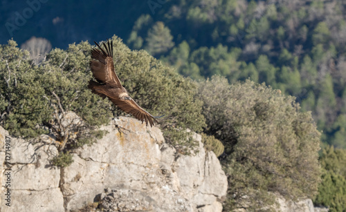 griffon vulture in flight over the ravines  © ezequiel