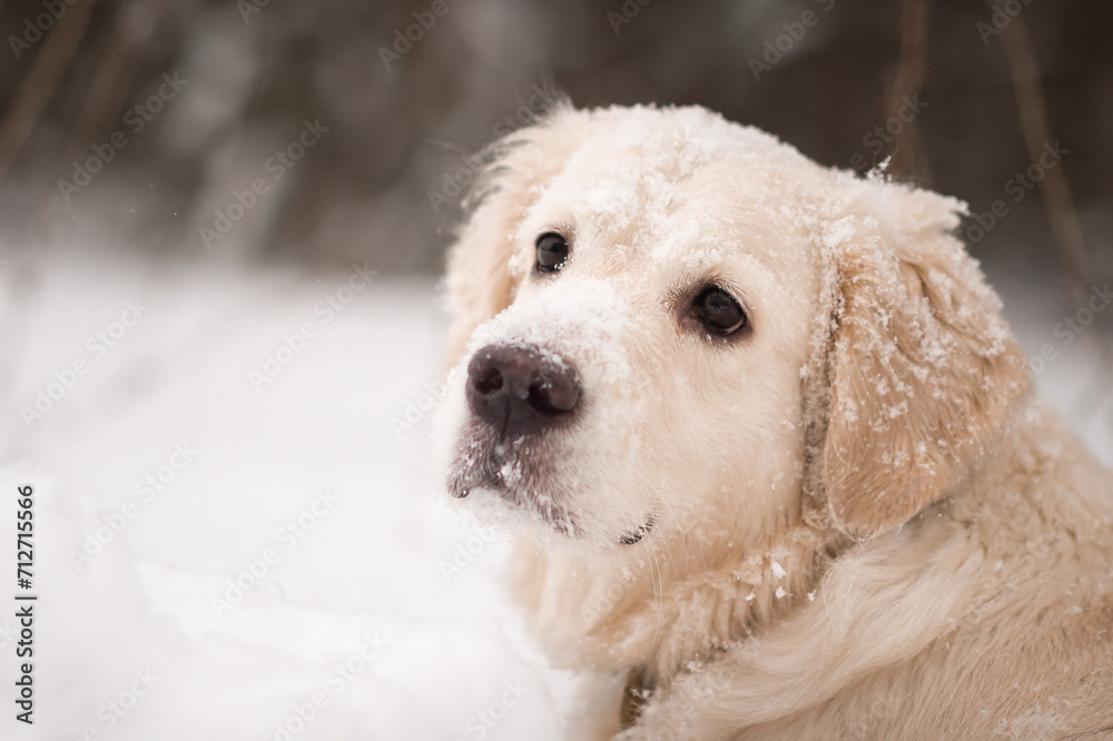 A golden retriever standing in the snow 5506. A golden retriever standing in the snow 5506.