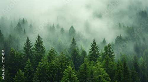 Dense Fog Blanketing a Lush Forest of