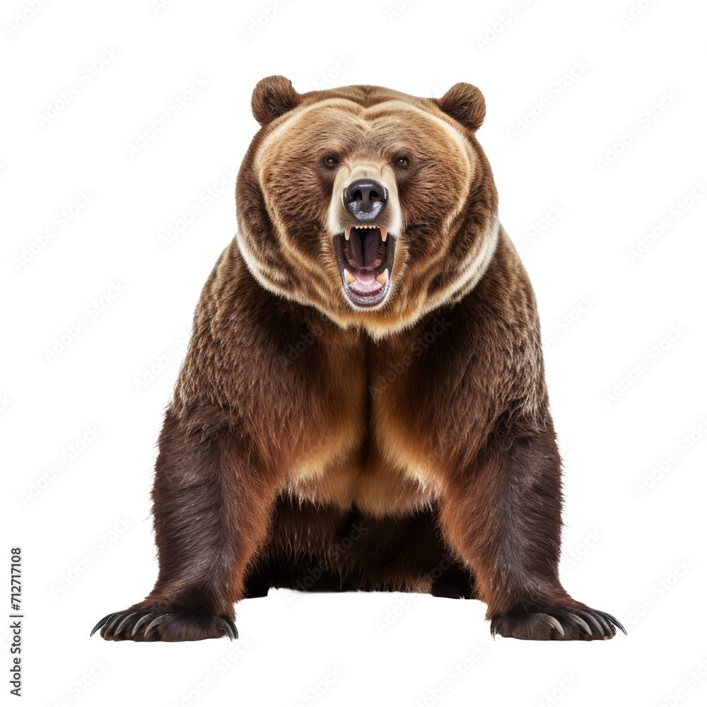 Fototapeta premium Powerful Grizzly Bear Roar - Isolated on Transparent Background