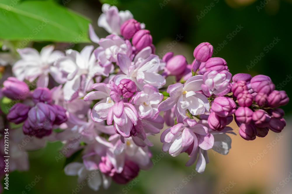Syringa vulgaris violet purple flowering bush, groups of scented flowers on branches in bloom, common wild lilac tree Syringa vulgaris violet purple flowering bush, groups of scented flowers on branches in bloom, common wild lilac tree