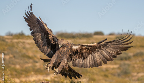 the majestic golden eagle landing © ezequiel