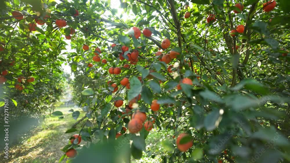 Beauty of a bountiful orange grove. Witness the vibrant hues of ripe oranges under the golden sunlight, showcasing the wholesome charm of organic farming and the refreshing essence of nature's harvest