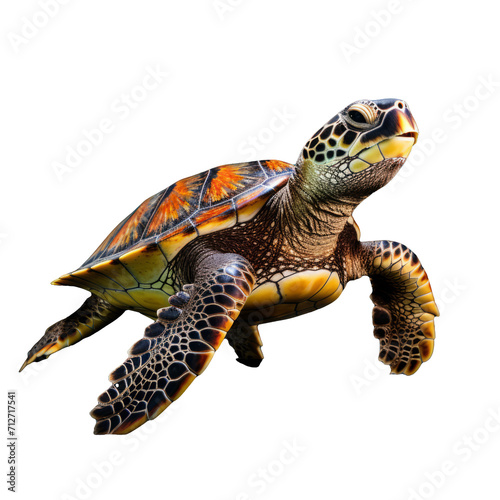 Full Body Sea Turtle Isolated on Transparent Background - High-Quality PNG Illustration