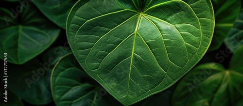 Detailed view of a vibrant, green tropical leaf with visible veins and a heart-shaped form.