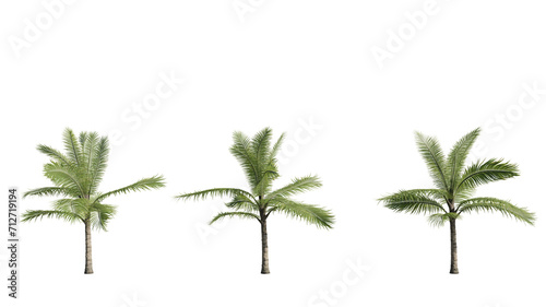 set of palm trees, Acanthophoenix crinita, 3D rendering   on a transparent background photo