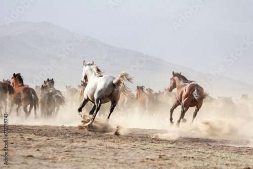 Landscape of wild horses running at sunset with dust in background.