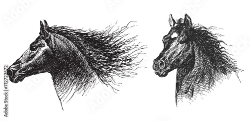 Hand drawn of heads thoroughbred horses with flying mane, vector sketch isolated on white