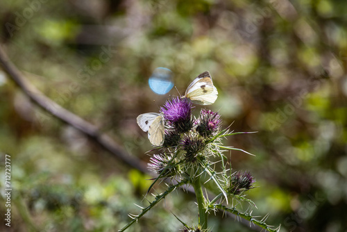 two butterflies on a thistle flower photo