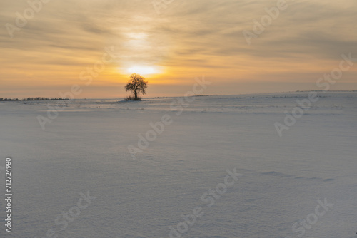 Winter landscape of Podlasie. Lonely tree.Poland
