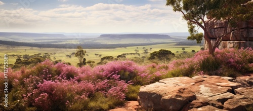 Flowering Australian sandstone heath in Sydney region, NSW, with Dillwynia and Boronia wildflowers.