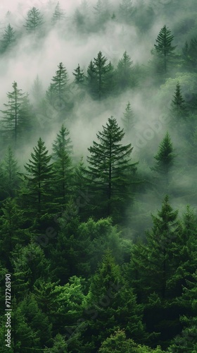 Foggy Forest, A Serene Landscape of Dense