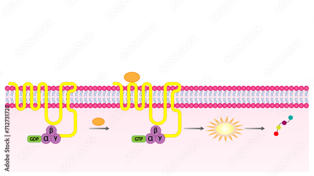 G protein coupled receptors gated ion channel. Structure of a G protein