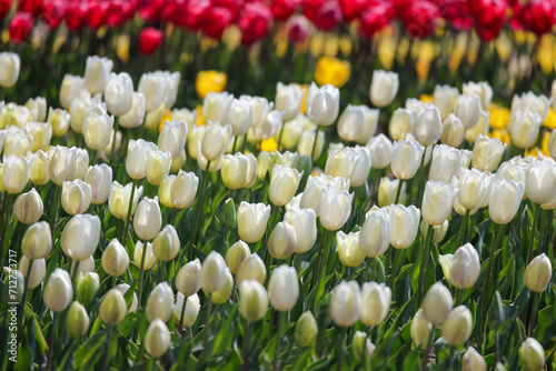チューリップの花畑