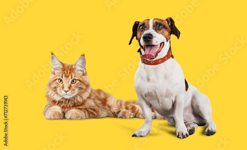 Happy sitting dog and cat posing at camera,