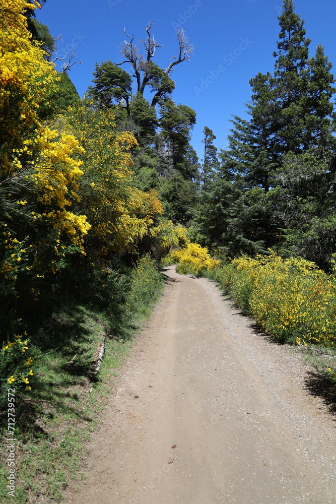 Gravel road and yellow flowers in patagonia argentina