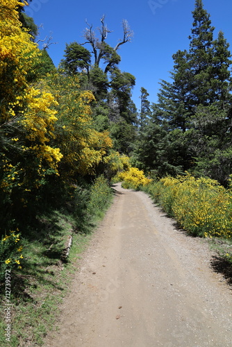 Gravel road and yellow flowers in patagonia argentina