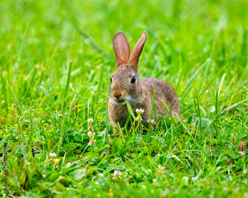 Young Cottontail Rabbit eating grass. Dover, Tennessee
